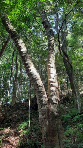 《新竹》斷崖神木｜北得拉曼步道小P繞202510172917479