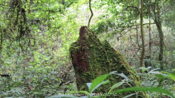 《雲林》望好望角｜石壁山嘉南雲峰步道(中側登山口）202506072805524