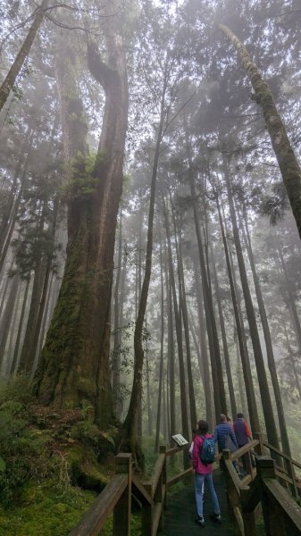 阿里山森林遊樂區2165566