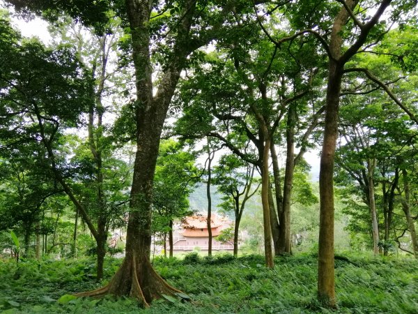 悠悠古道森林浴。 鳴鳳山遊憩區735656