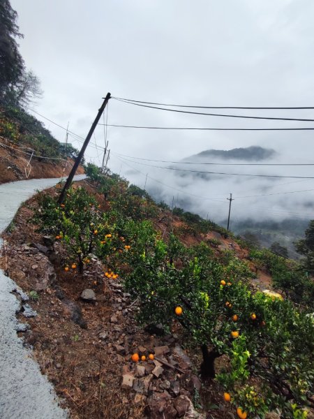 谷關老八阿冷山2699780