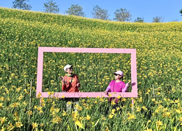 虎山巖賞金針花順撿基石    2025.5.142789451