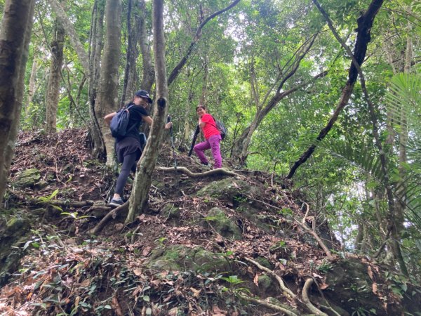 關西赤柯山、東獅頭山步道2278788