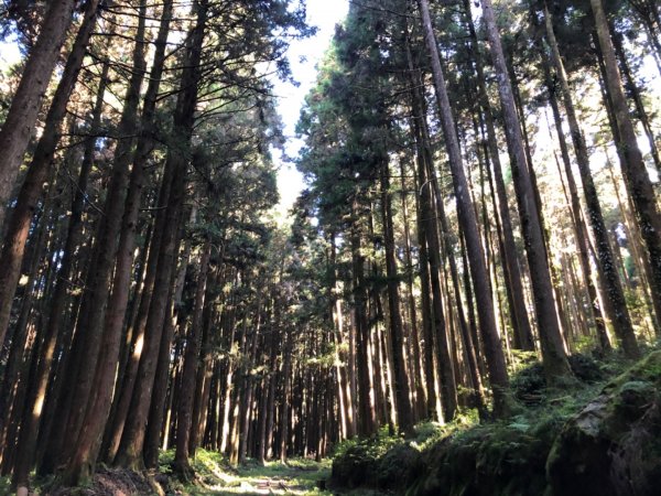 二萬坪鐵道漫遊尋神木走二萬坪山屏遮那山1118306