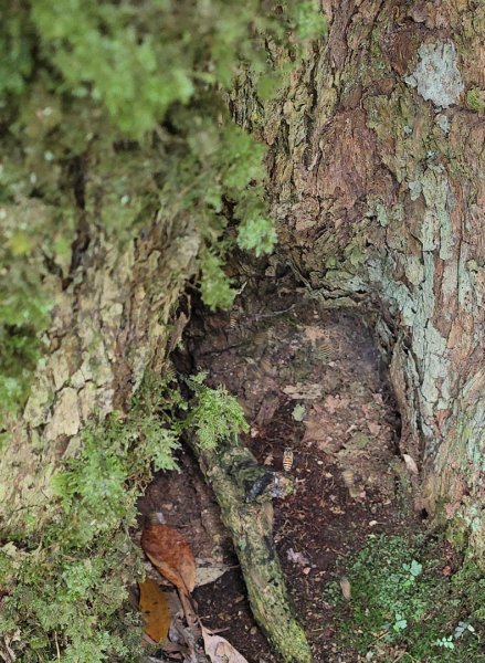 橫嶺山／沙蓮山／笛吹山O繞2787697