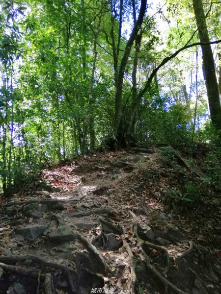 【台中。和平】松林鳥語。 谷關七雄之屋我尾山(大雪山林道)1420781