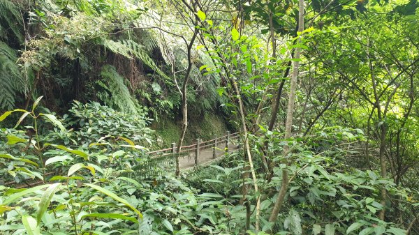 聖母登山步道（抹茶山）2005786