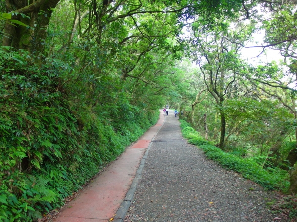 二子坪 面天山 向天山步道 大屯山西峰39747