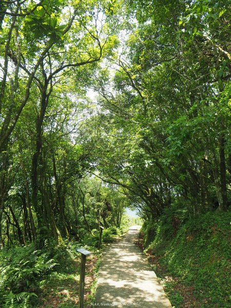 《新北》草原牛群｜貢寮桃源谷步道(內寮線)201805172887819