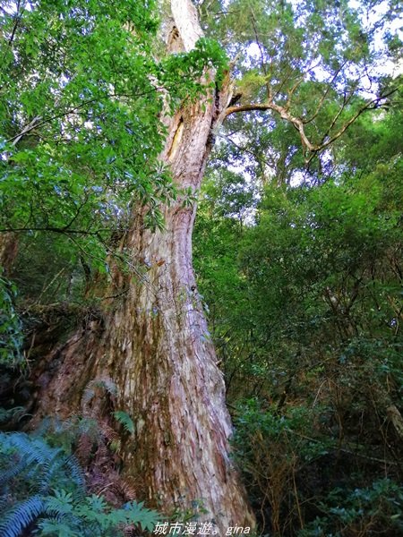 【桃園。復興】有氧森呼吸。 山迢路遠超美的拉拉山神木群步道1501129