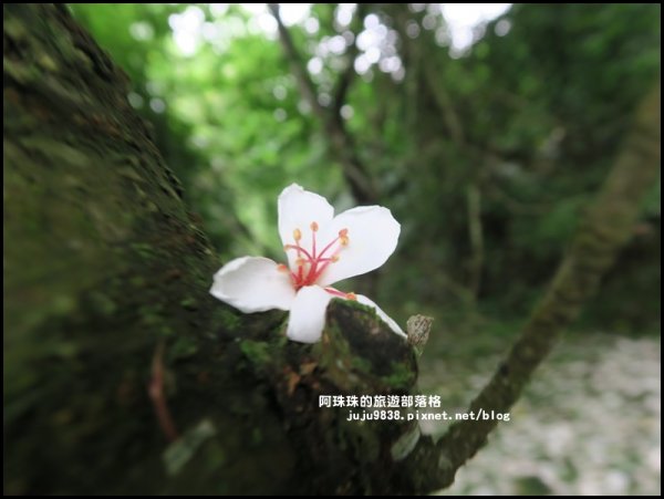    十一指古道包場賞桐花573605