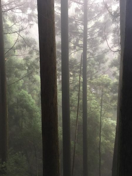 觀霧檜山巨木森林步道171741