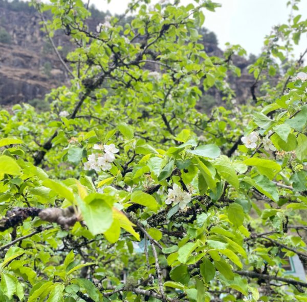 尼泊爾聖母峰EBC基地營❤️風景篇2790928