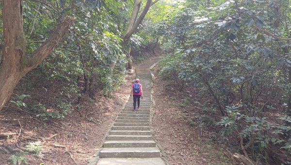 (姨婆趴趴走)第二十三集:桃園蘆竹五酒桶山步道環繞一圈輕鬆行2284175