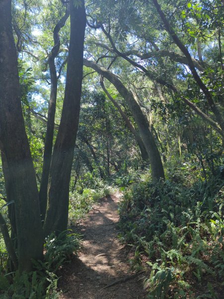 2025.09.21－微笑山線：【鳶山山系】鳶山彩壁段2898698