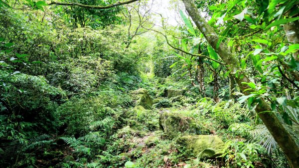 雙溪三柑Ｏ走2839876