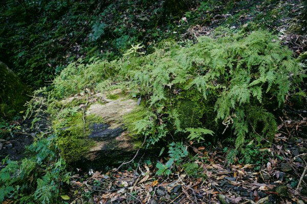 桃園復興區 處暑‧北插天山岩戶線2868414