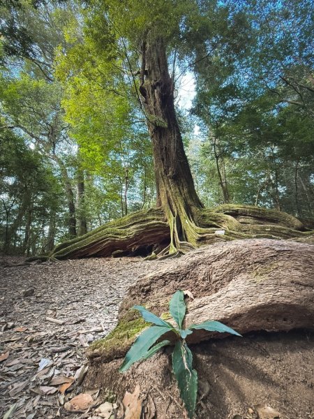 雪見遊憩區 探訪森林雪見之王2950846