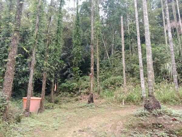 雙溪區彎穹平林山+平湖東步道+紙坑古道(億山煤礦)+紙坑山出平水聚落O型2965788