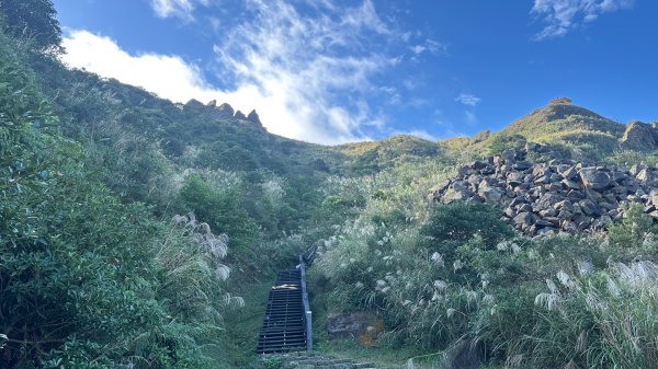 黃金三稜賞芒花2950871