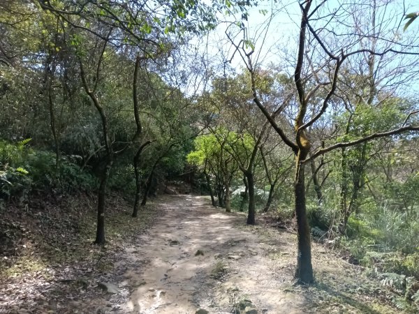 姜子寮山步道2734822