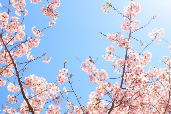 拉拉山的櫻花286529