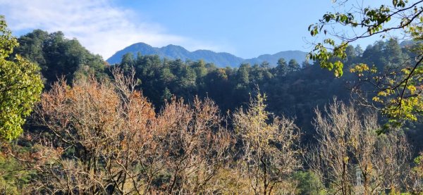 【中級山】谷關七雄波津加山2742321