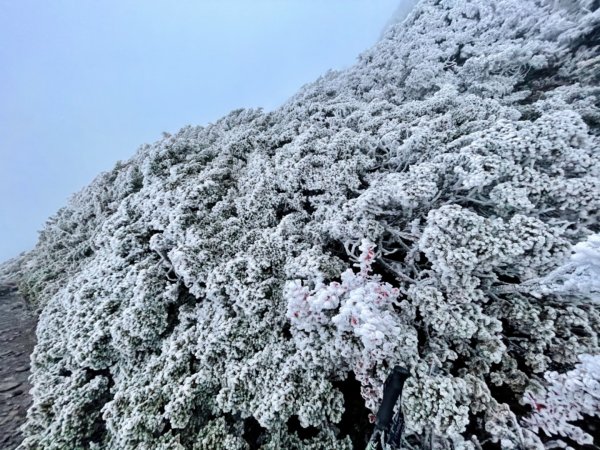 絕美銀白世界 玉山降下今年冬天「初雪」1236073