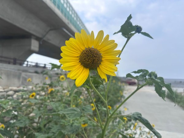 芳苑濕地紅樹林海空步道2766454