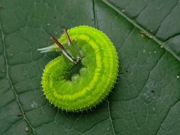 盆貿里山三盆連走2749570