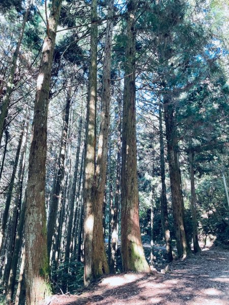 20260531觀霧榛山登山步道（榛山北峰+主峰+環形步道）3071466