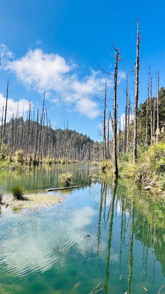 水漾森林、鹿屈山O走2461748