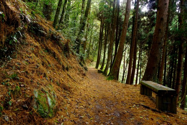 檜山巨木森林步道481519