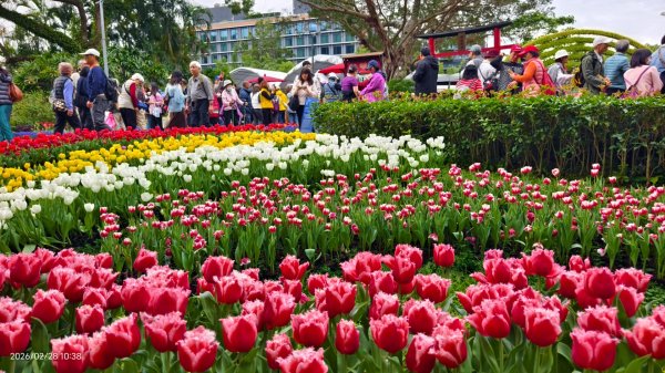 #士林官邸 #鬱金香 #中正紀念堂 #大漁櫻 2/283007884