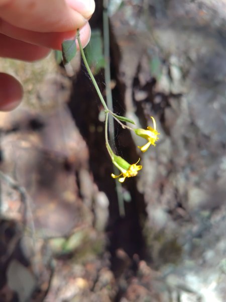 東埔走八通關古道訪龍貓公車繞對關山O型2962773