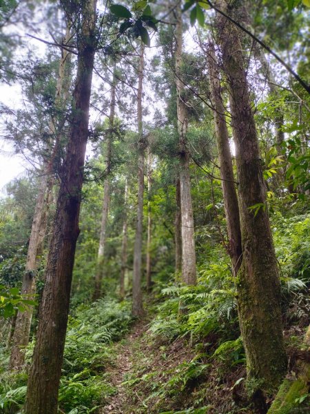 大桶山麓烏來桂山路171巷O型走2498569