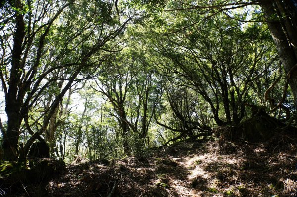 新竹 尖石 屯野生台山、石麻達山、錦屏山2904294