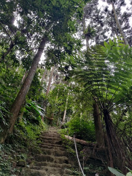 【新竹縣北埔鄉】五指山步道2833619