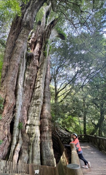 新中橫看玉山 首訪鹿林神木2837036