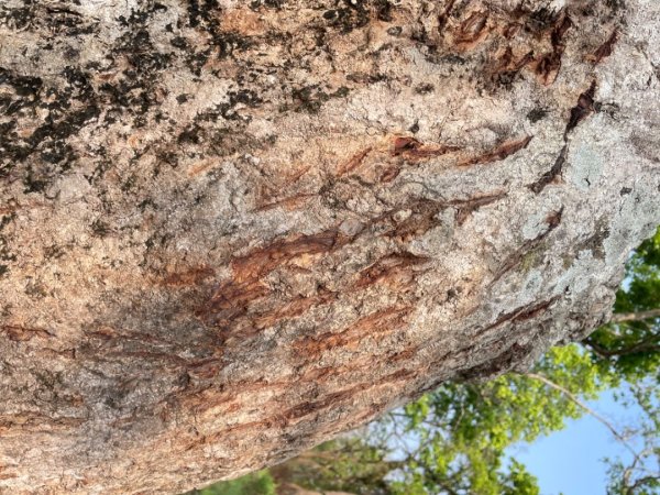 尼泊爾奇旺國家公園4天三夜2788965