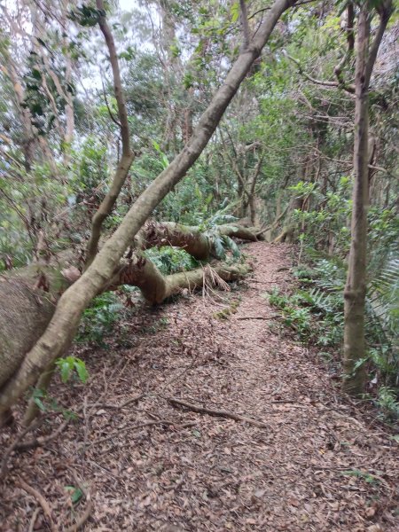 枕頭山-枕頭山西峰2733969