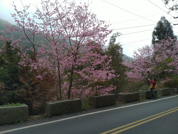 2023-02-26 登嘉南雲峰巧遇草嶺櫻花季2043968