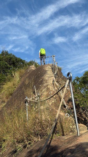 岩壁上的花、艷紅鹿子百合（12868978