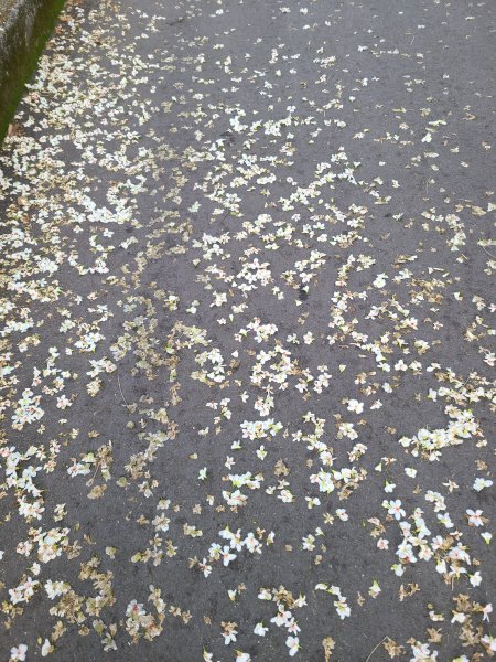 挑水古道+十八觀音步道+大峰巷步道+碧山古道O繞2766188