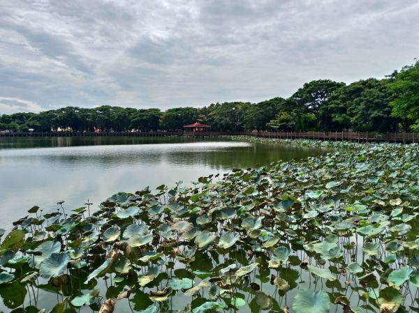 天鵝湖環保水上公園環湖步道405855