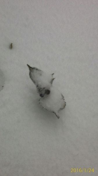 20160124新竹鵝公髻山下雪啦28959