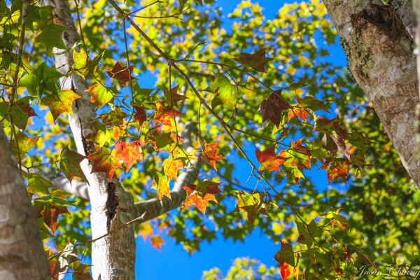 [苗栗]馬那邦山2355186