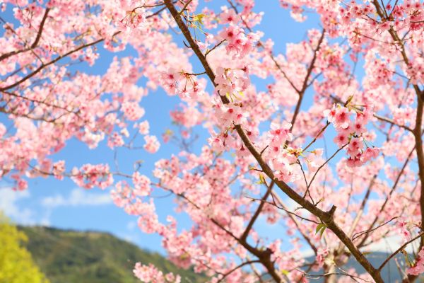 拉拉山的櫻花286496