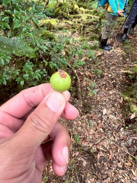 🌈9/7（日）夫拉縱走（夫婦山縱走拉拉山）✨FB：熊熊趴爬走🌈2880903