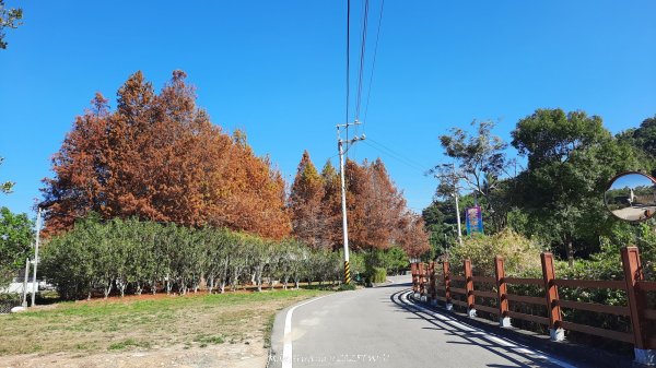 《台中》落雨松季｜石岡挑物古道O繞下情人木橋202501122687599